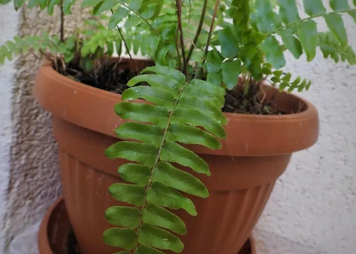 Apartments Kovacic_Grubisic